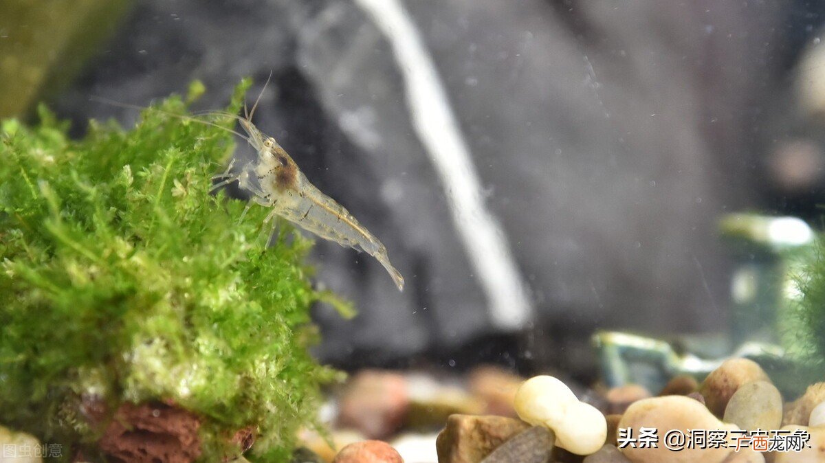 黑壳虾水温多少度合适繁殖 黑壳虾水温多少度合适