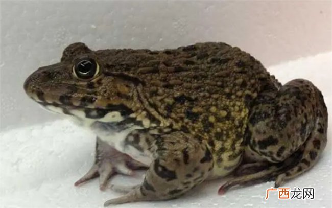 ?田鸡的营养价值 多吃田鸡有什么好处