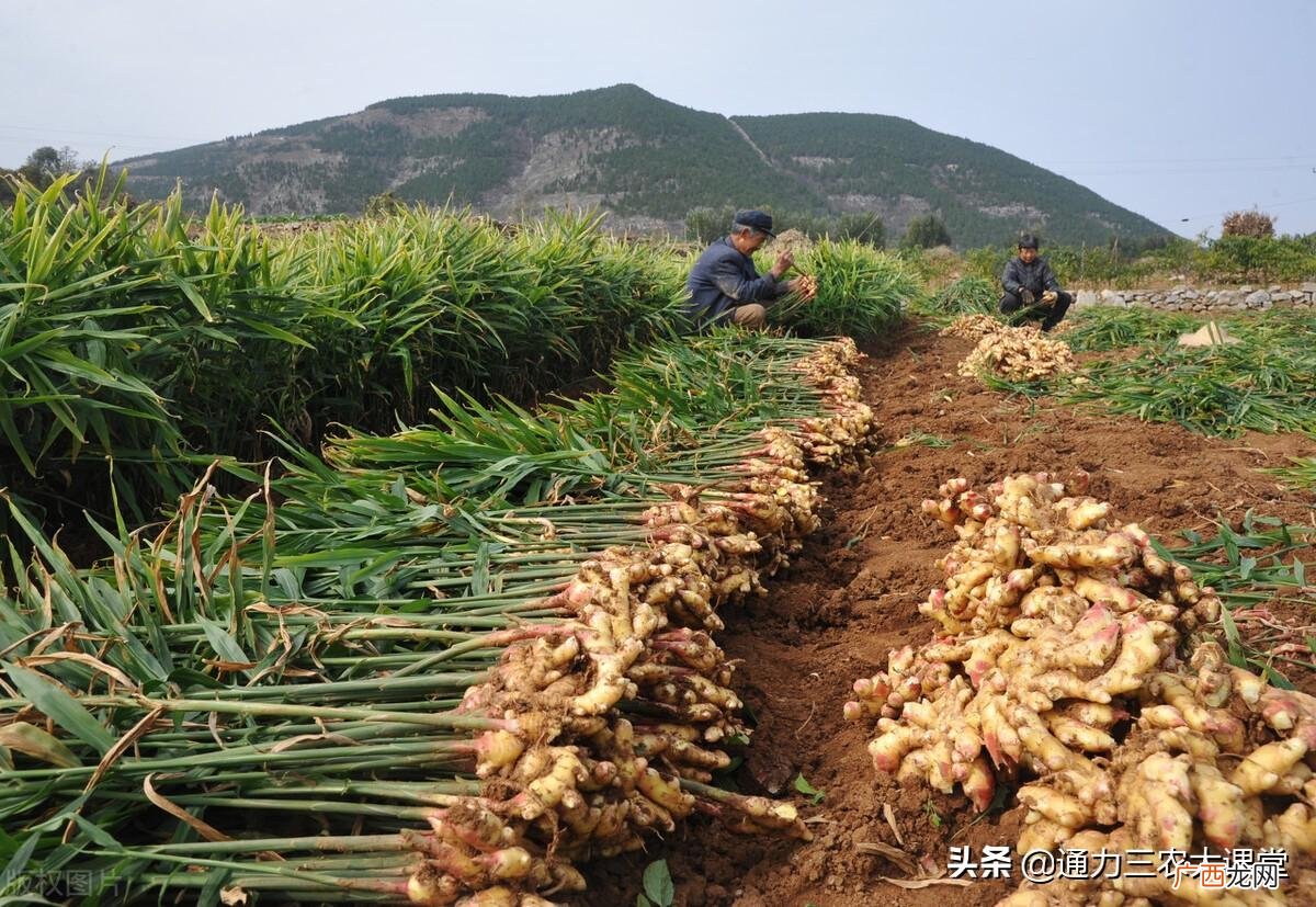 生姜生长期施叶面肥产量高 种生姜用什么肥料最合适