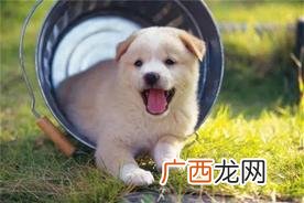 狗狗趴在我身上很快就能睡着是什么情况