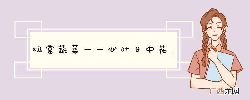观赏蔬菜——心叶日中花