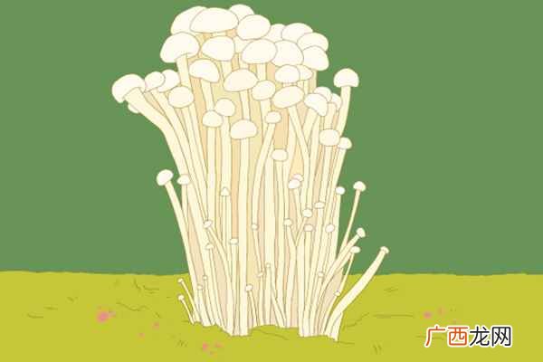 金针菇的营养价值及功效与作用