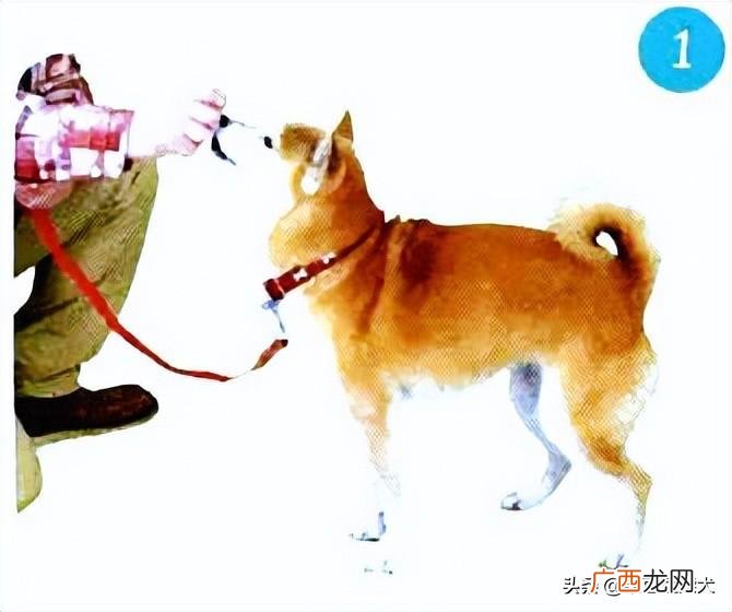 养柴犬最大的忌讳 柴犬的训练方法