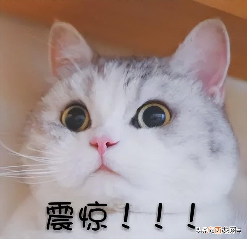 鞠红川与唐伯虎组合简介 鞠红川与唐伯虎分手了吗