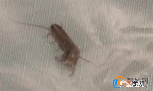 男子含着蟑螂下馆子敲诈商家被拘 带着蟑螂敲诈_酷知科普