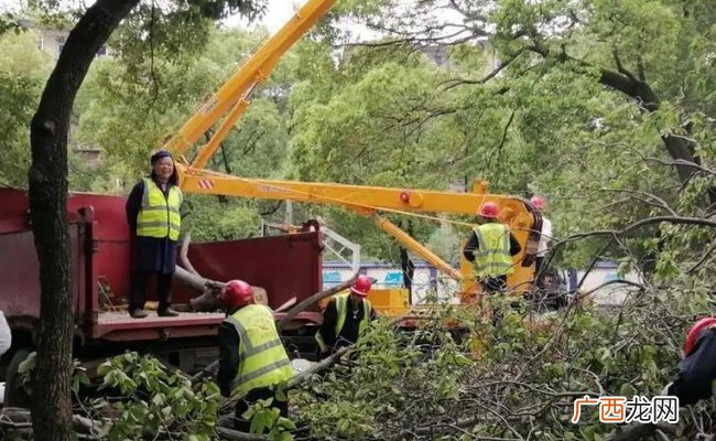 老树变危树谁来鉴定 如何移除