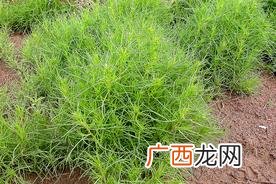 须松滚到哪都能活的 沙漠中有一种植物叫什么草能滚成一团