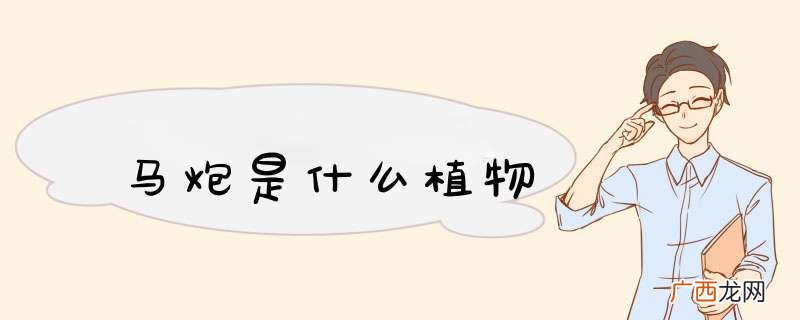 马炮是什么植物