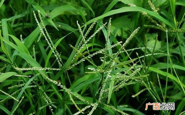 牛筋草加老冰糖 惊人的功效你了解吗？
