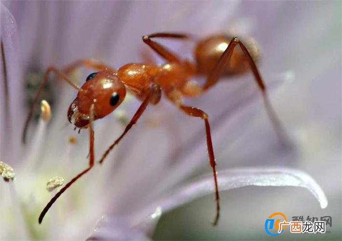 生存情况下这10种恶心的动物你能吃得下吗 野味卡路里含量有多高