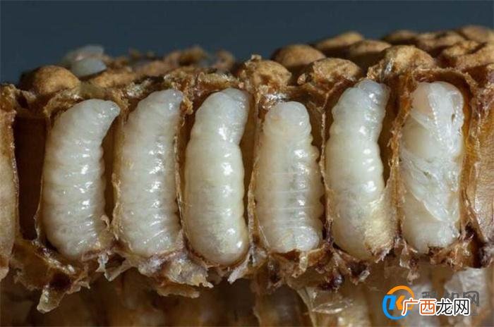 生存情况下这10种恶心的动物你能吃得下吗 野味卡路里含量有多高