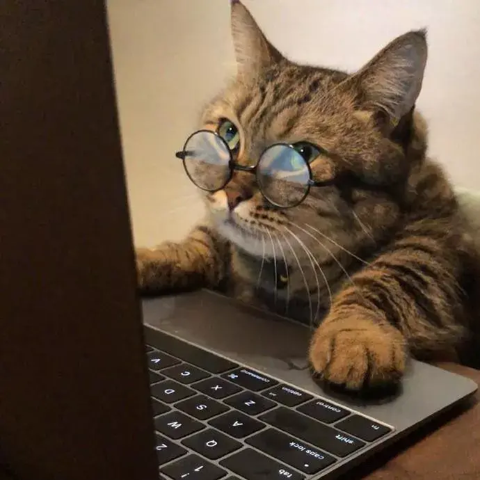 盘点十大温顺的猫咪排行榜 世界上最温顺的猫品种
