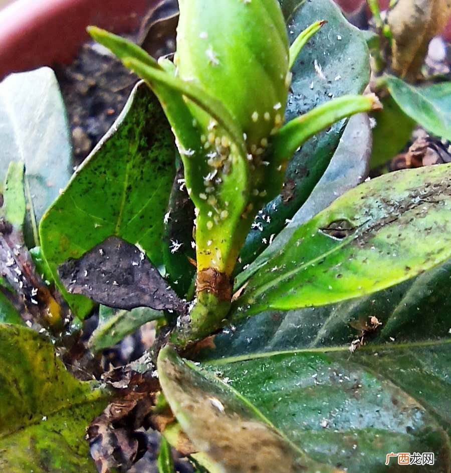 5个物理方法就能解决蚜虫 植物长蚜虫了怎么办小妙招