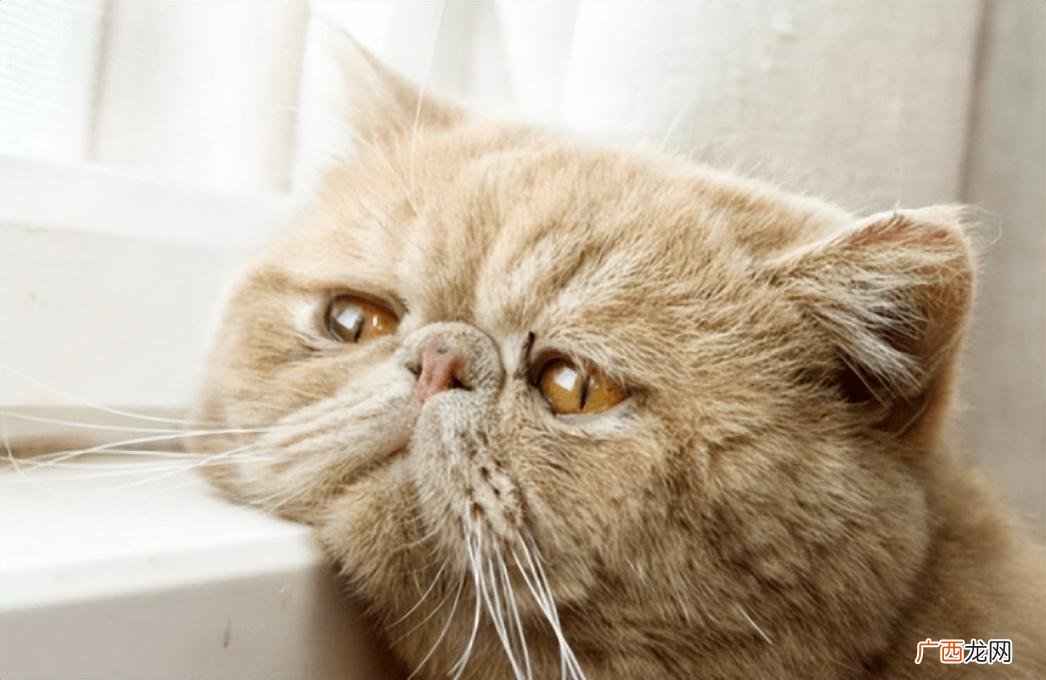好端端的猫怎么会突然猫瘟 猫会无缘无故的猫瘟吗