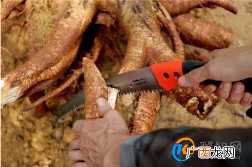 树皮野外求生价值巨大 作为一种安全 营养的生存食物你会吃吗