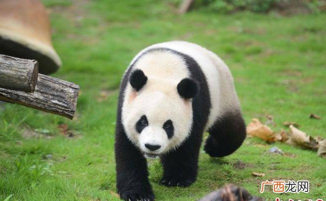 大熊猫跌跌撞撞奔向你是什么感受