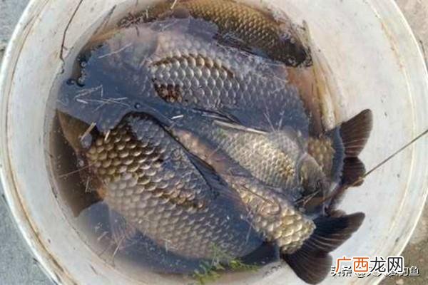盛夏钓鲫鱼七星漂技巧 单钩通线七星漂调漂方法图解