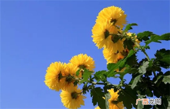 ?重阳节的风俗习惯 重阳节有哪些风俗传统