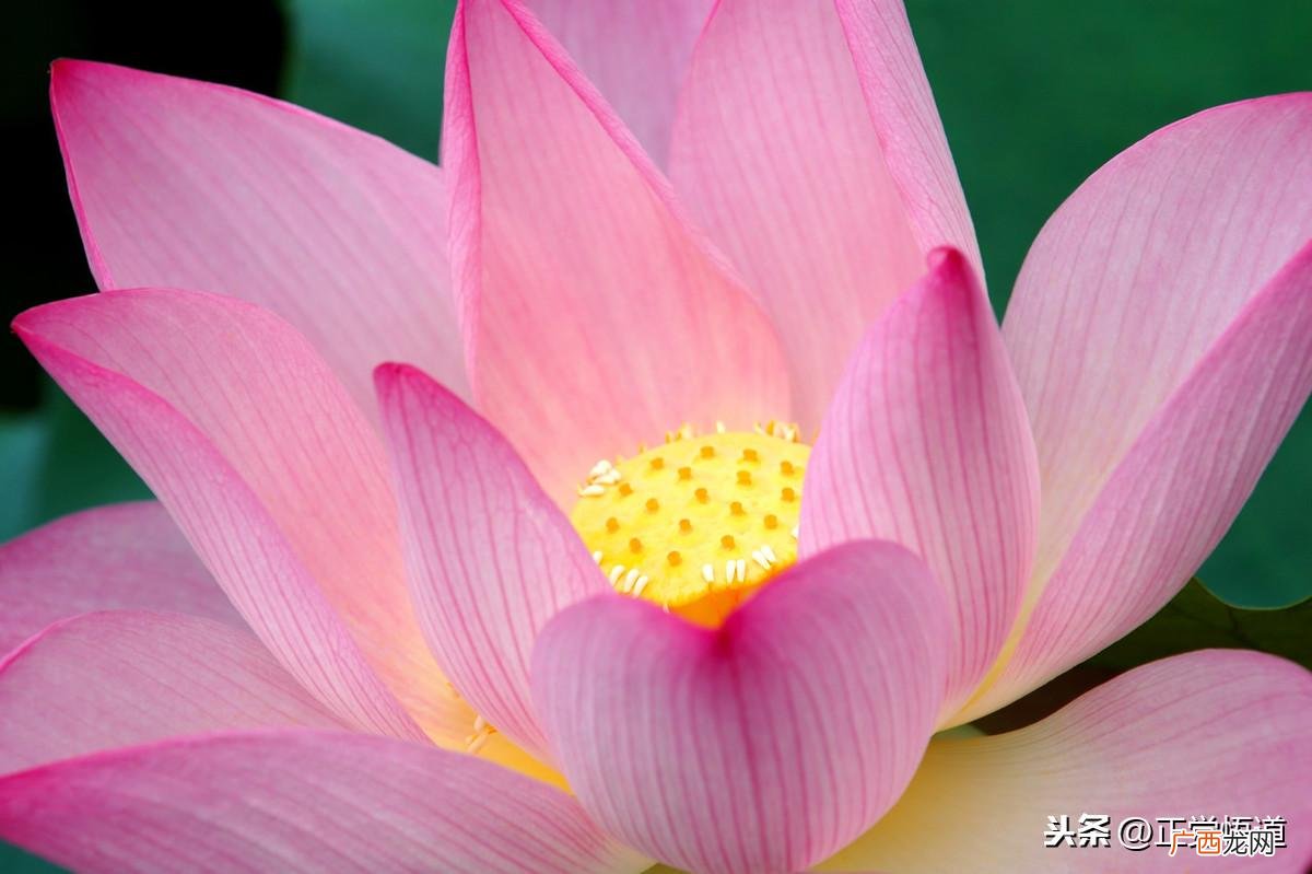 佛语一花一世界真正含义 一花一世界什么意思文字解释