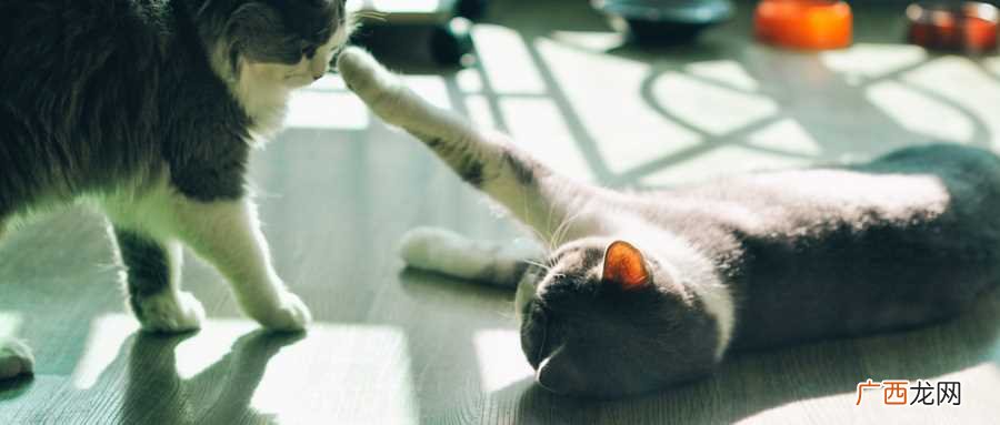 梦见两只不同颜色的猫
