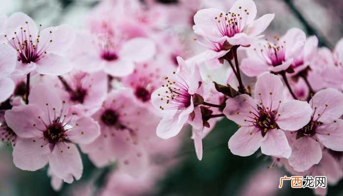 梦见桃花盛开是什么意思