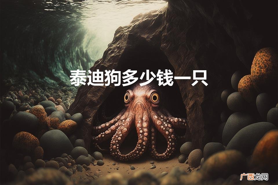泰迪狗多少钱一只（白色泰迪狗多少钱一只)