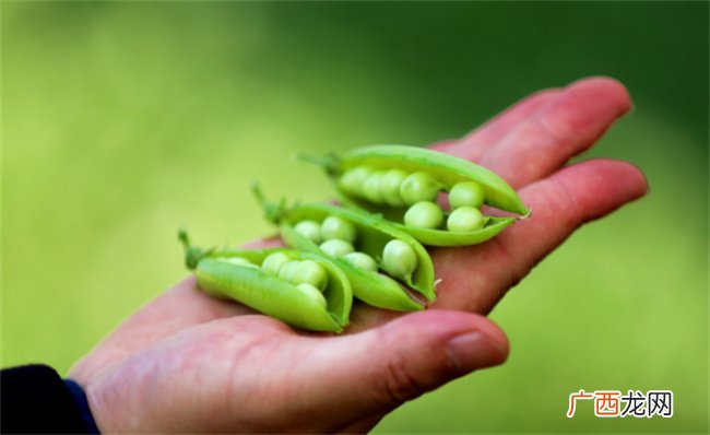 豌豆的营养价值 豌豆和毛豆的区别