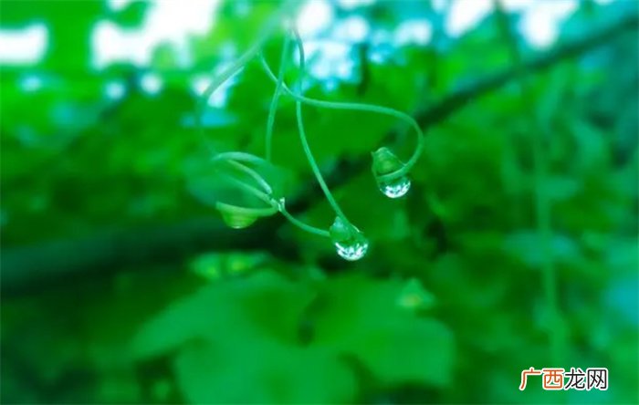 十天干之癸水：既聪明秀气 又潜藏神秘 如为日主喜用则随季而变