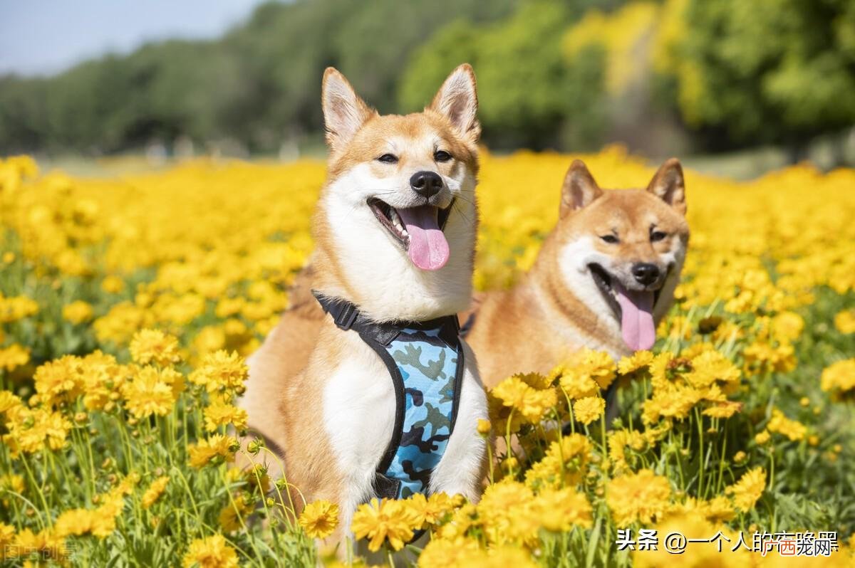 柴犬和秋田犬的区别 柴犬和中华田园犬的区别