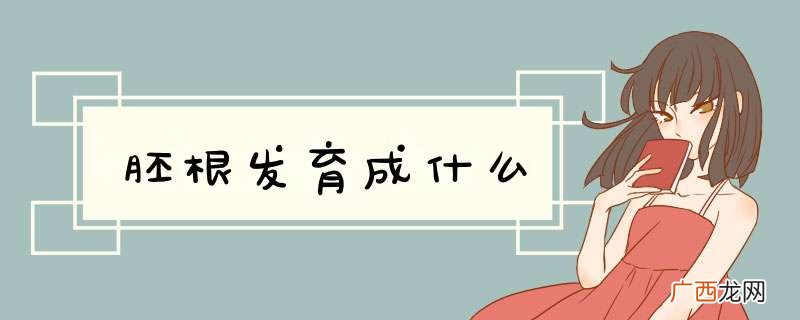 胚根发育成什么