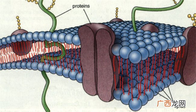 ?生物膜包括哪些结构 生物膜包括哪些细胞器膜