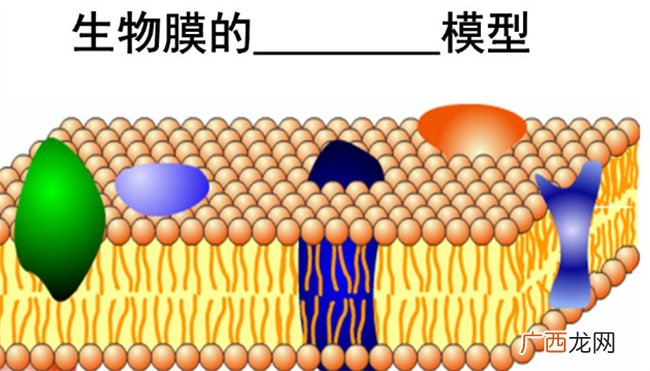 ?生物膜包括哪些结构 生物膜包括哪些细胞器膜