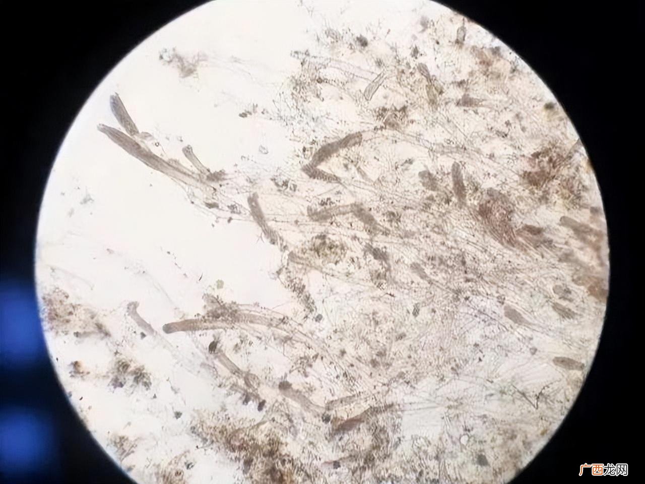 鱼身上起白霜是怎么治疗 鱼身上起白霜是怎么了
