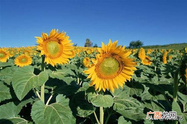 探秘向日葵成长过程经历哪些变化 向日葵的一生8个阶段
