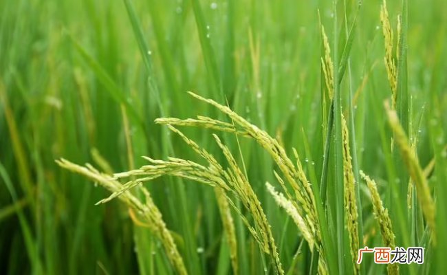 ?五常市遇强降雨 对五常大米有何影响