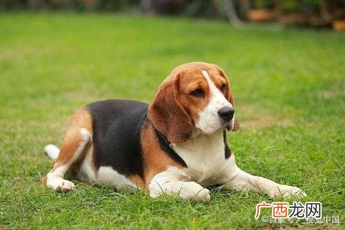 家庭最适合养哪种狗犬无尘宠物。 家庭养什么狗最干净