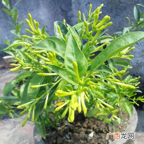 蚊子最怕的3个克星风油精 蚊子最怕的3个克星