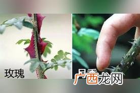 通过图片对照 玫瑰花和月季花的区别在哪里