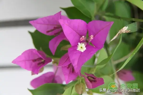 三角梅的风水寓意和象征 家里养三角梅吉不吉利