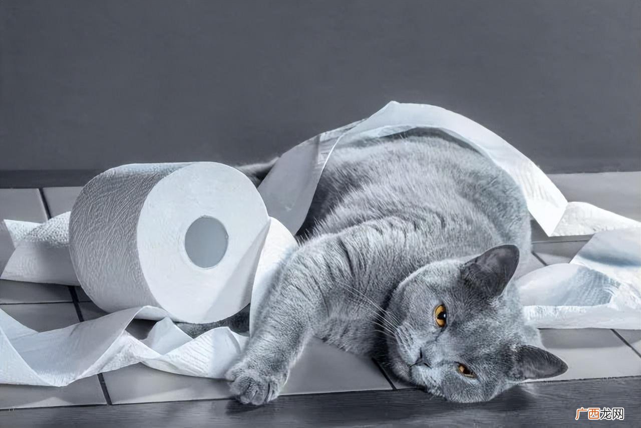 2个月小猫拉稀是什么原因造成的 小猫拉稀是什么原因造成的