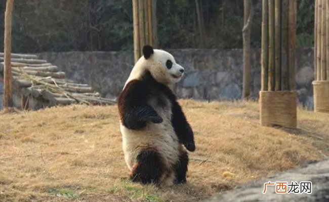 熊猫崽崽挺着小肚皮扶墙行走 熊猫可以直立行走吗