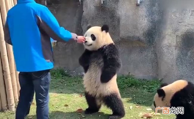 熊猫崽崽挺着小肚皮扶墙行走 熊猫可以直立行走吗