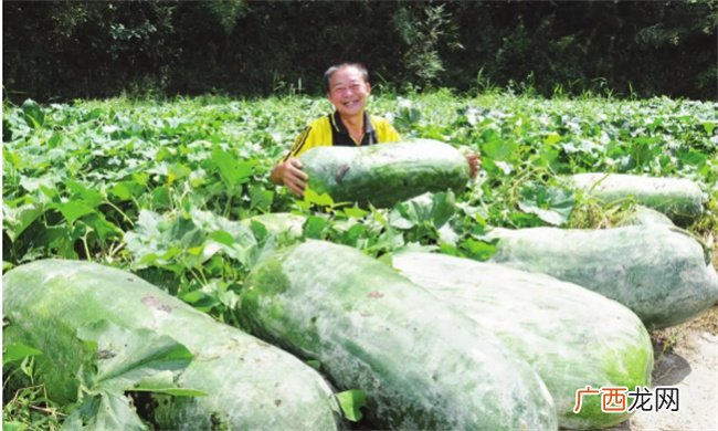 ?冬瓜的营养价值高吗 冬瓜可以生吃吗