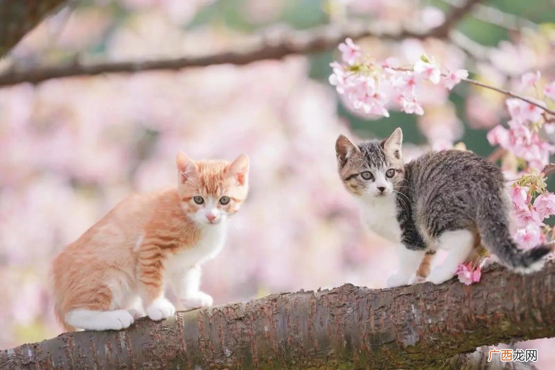 新猫缺乏安全感这几招快速让其适应环境 新猫到家要躲多久