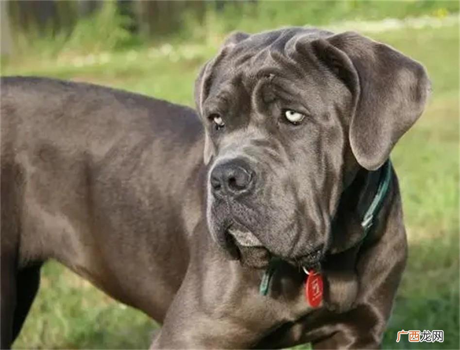 中国十大禁犬图片 中国十大禁犬