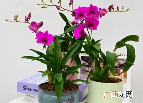 家养石斛兰最简单方法 石斛兰风水摆放禁忌