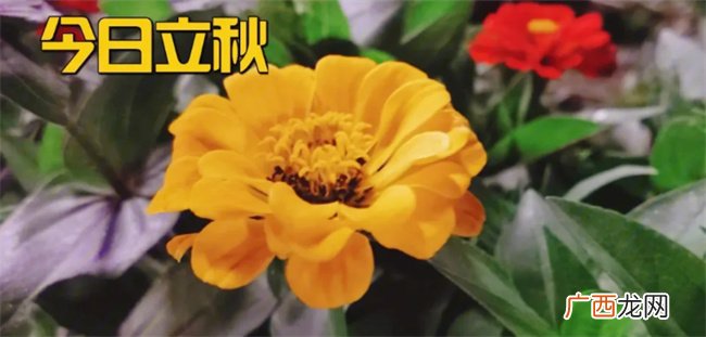 立秋习俗是什么 立秋节气的特点和风俗