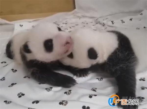爱宝双胞胎一个沉稳一个是话痨_酷知科普
