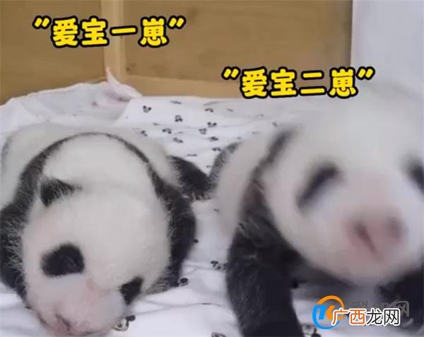 爱宝双胞胎一个沉稳一个是话痨_酷知科普
