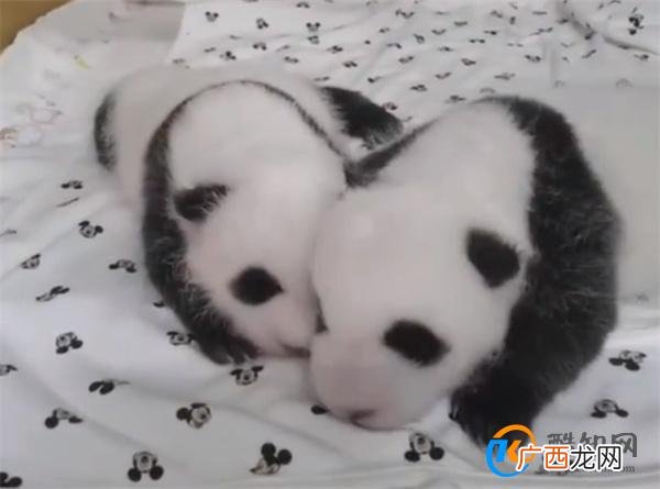 爱宝双胞胎一个沉稳一个是话痨_酷知科普